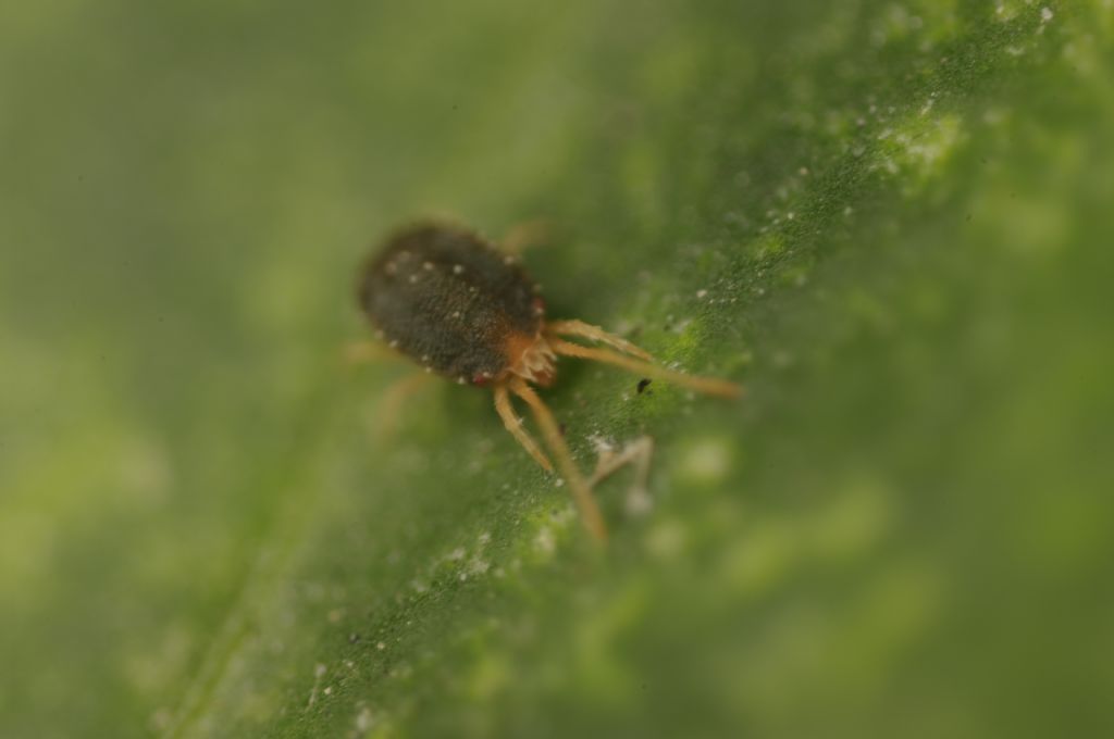 Acari su foglie di edera: cfr.  Tetranychidae - Rende (CS)